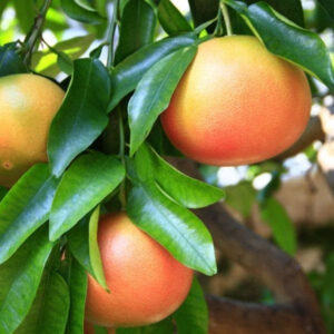 Pomelo Kg