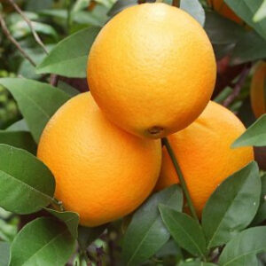Naranja Kg
