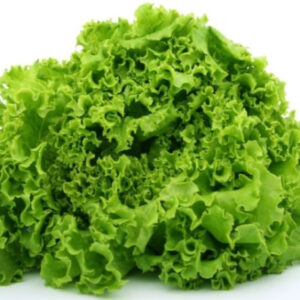 Lechuga Batavia