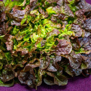Lechuga Hoja de Roble